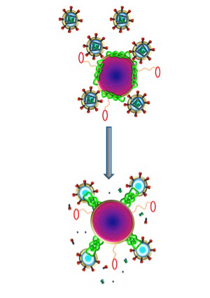 Illustration for article titled Nanoparticles Made From Bee Venom Can Kill HIV